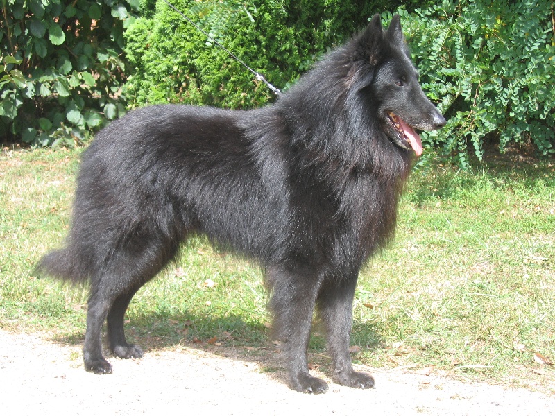 CH. Rival de la fureur du crépuscule