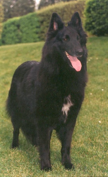 CH. Chs bettina du Parc de l'Hay