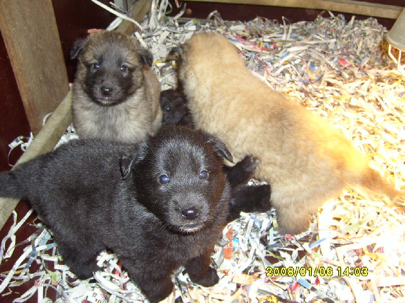 de la fureur du crépuscule - Berger Belge - Portée née le 10/12/2007