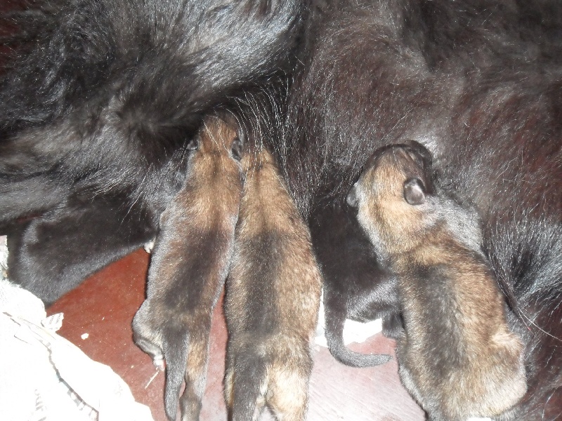 Chiot Berger Belge de la fureur du crépuscule